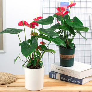 红掌白掌水培土培植物盆栽一帆风顺室内水养花卉绿植开花植物