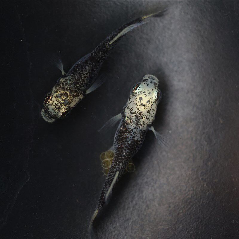 观背青鳉  匠鱼  白姬  纯青鳉鱼卵鱼苗种鱼 锦鲤淡水观赏鱼活鱼