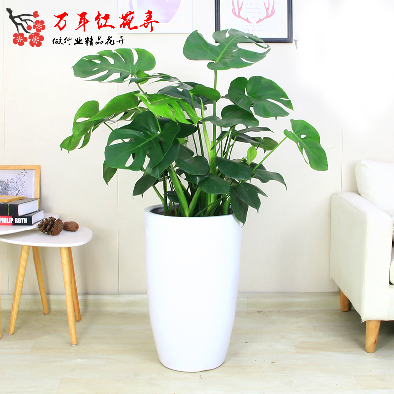 西安同城绿植花卉室内网红龟背竹盆栽吸甲醛净化空气客厅乔迁送礼