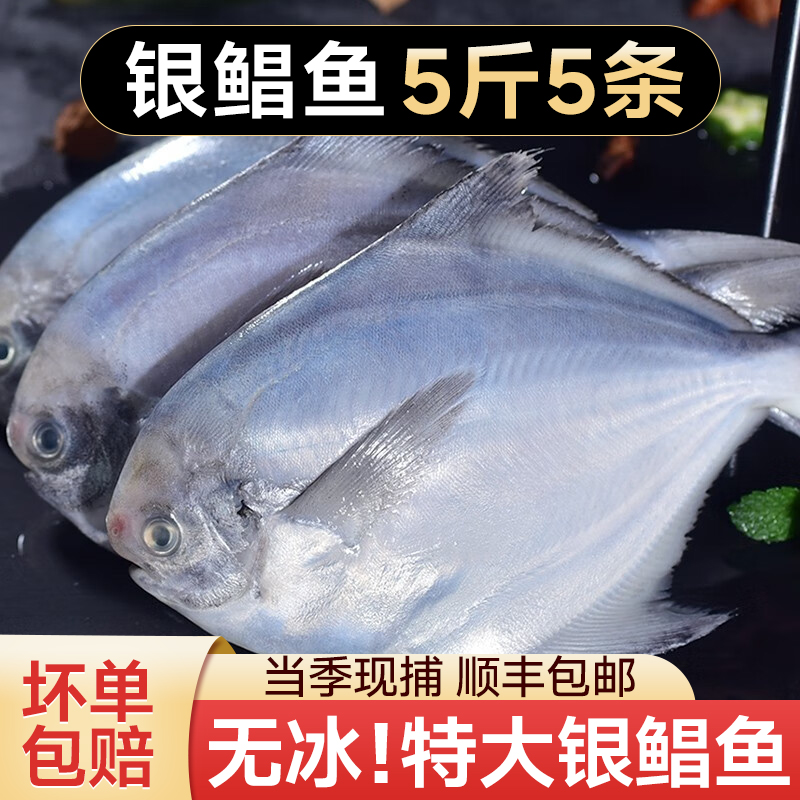 新鲜冷冻野生特大号银鲳鱼