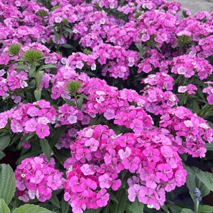 美国石竹五彩石竹盆栽成品苗带花苞阳台庭院耐晒耐寒四季开花植物