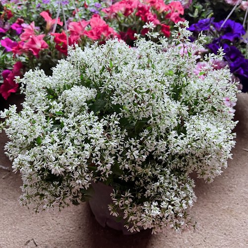 飘雪禾叶大戟盆栽常开花耐热耐晒