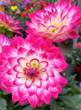 小丽花盆栽小丽菊成品苗带花苞阳台窗台庭院开花植物多色耐养耐寒