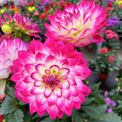 小丽花盆栽成品带花发货耐寒耐养