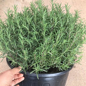 迷迭香盆栽牛排用可食用新鲜苗阳台庭院观叶香料植物驱蚊草多年生