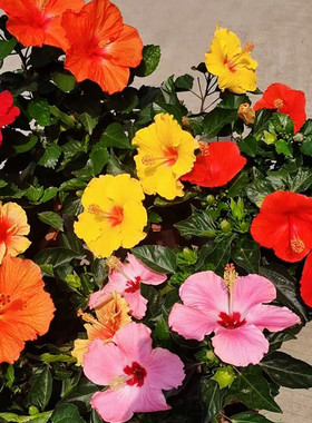 扶桑花盆栽大红花树苗朱瑾花大盆老桩木本花镜花园四季花卉多年生