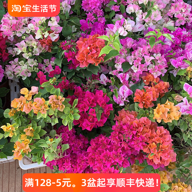 三角梅盆栽带花四季花卉盆栽