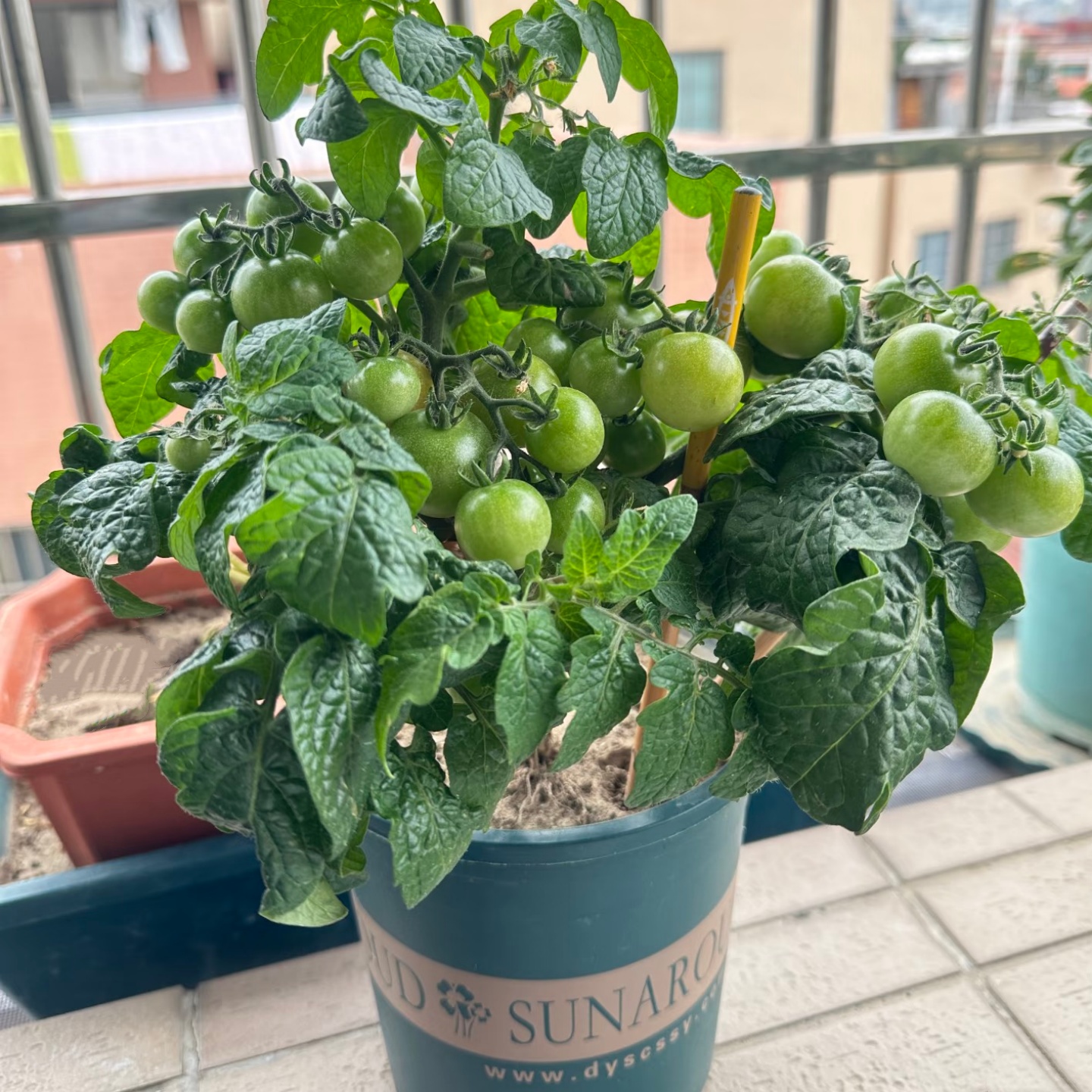 观赏小番茄黑珍珠番茄盆栽阳台花园趣味植物可食用花卉矮生西红柿