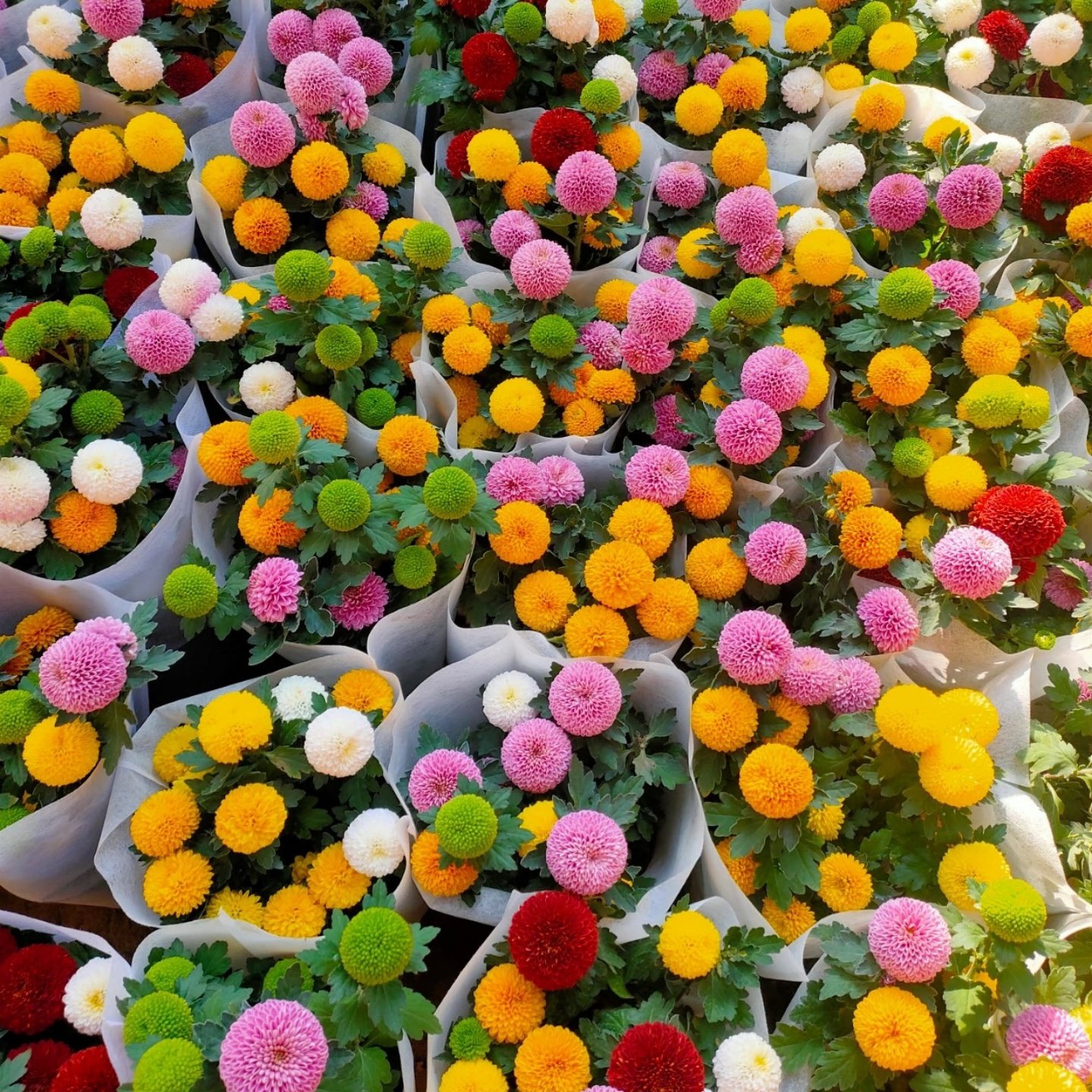 乒乓菊盆栽带花带花苞办公室内客厅阳台彩色菊花耐寒四季勤花植物,鲜花速递/花卉仿真/绿植园艺,时令草本花卉,淘宝优惠券,粉丝福利购,淘宝优惠卷