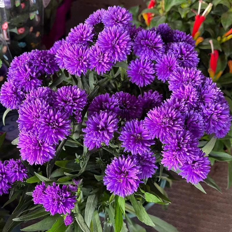 翠菊紫苑盆栽带花苞阳台庭院文艺小清新小雏菊开花植物耐寒易爆花