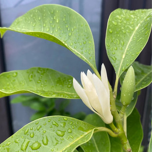 白兰花盆栽玉兰树苗花卉植物室外阳台绿植易活带花苞大盆黄兰花