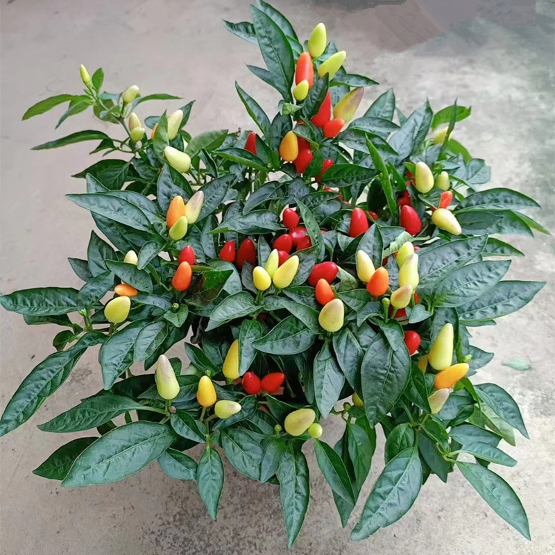 佛手椒苹果椒七彩椒辣椒盆栽成品