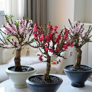 年宵花福星蟠桃花盆栽带花苞办公室内阳台花卉招客户桃花运专用花