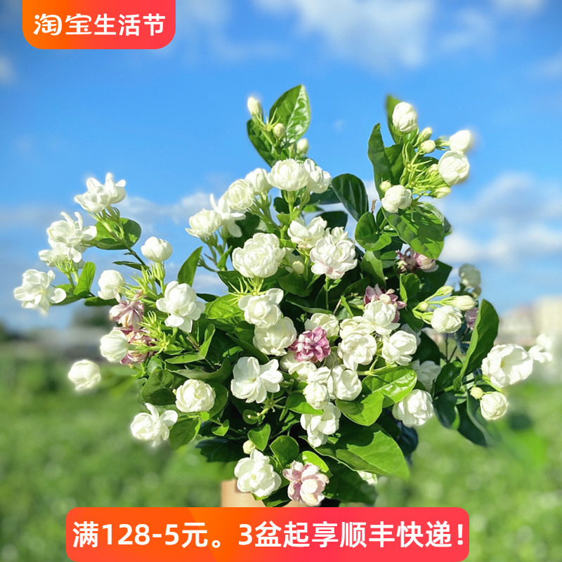 茉莉花成品带花苞阳台庭院耐晒