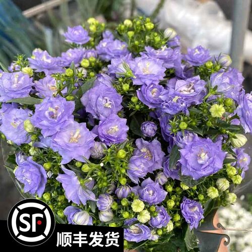 紫风铃花价格 紫风铃花图片 星期三