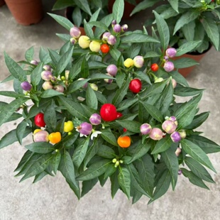 佛手椒苹果椒七彩椒辣椒盆栽成品带花带果阳台庭院花园种植可食用