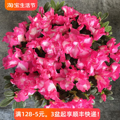 杜鹃花四季开花带花苞整盆发货