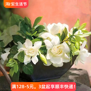 栀子花盆栽带花苞阳台庭院花园多年生带香味木本绿植花卉耐晒耐寒