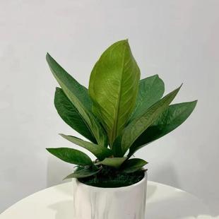 聚宝盆绿植盆栽办公室客厅前台钱多多净化空气植物多年生招财喜庆