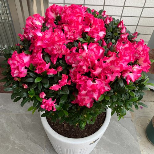 杜鹃花庭院开花带花苞整盆发货