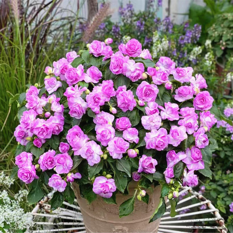 重瓣凤仙花成品带花苞发货四季