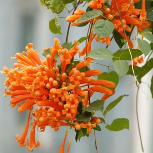 炮仗花盆栽爬藤植物带花带花苞成品广州发货庭院阳台花园爬藤花卉
