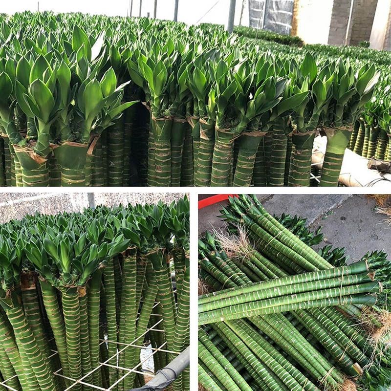 富贵竹多头龙竹转运竹水养水培带根观音绿植物客厅招财文昌节节高