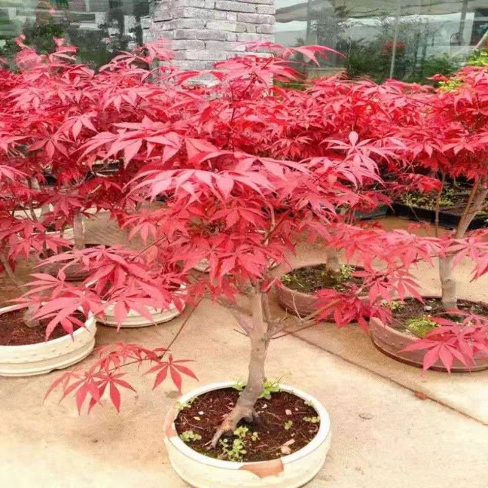 矮化红枫盆栽枫树盆景室内室外客厅书房嫁接矮桩观叶绿植带叶发货