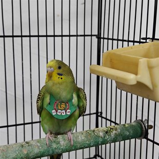 鹦鹉放飞绳玄凤虎皮牡丹遛鸟绳放飞绳背带不伤鸟放飞背带