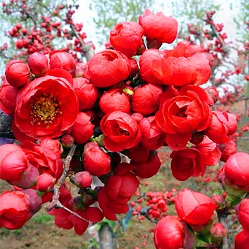 四季海棠花盆栽长寿冠海棠树苗盆景老桩阳台庭院好养室内花卉植物