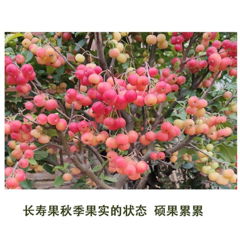 富贵果海棠花瓶花柱盆栽富贵果海棠花庭院阳台耐寒植物造型海棠