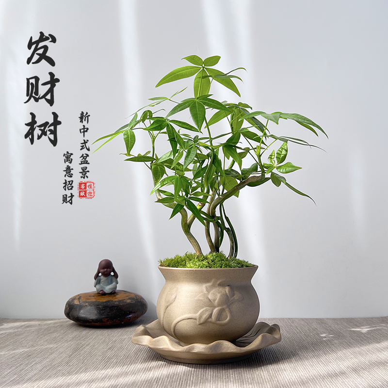 发财树盆景苔藓绿植室内客厅新中式盆栽四季常绿新奇植物茶桌摆件