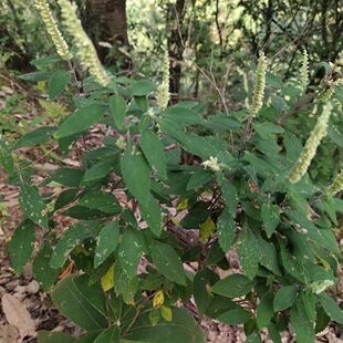 云南农村原生态野坝子茶,清火散装新鲜下单后现采现发野生