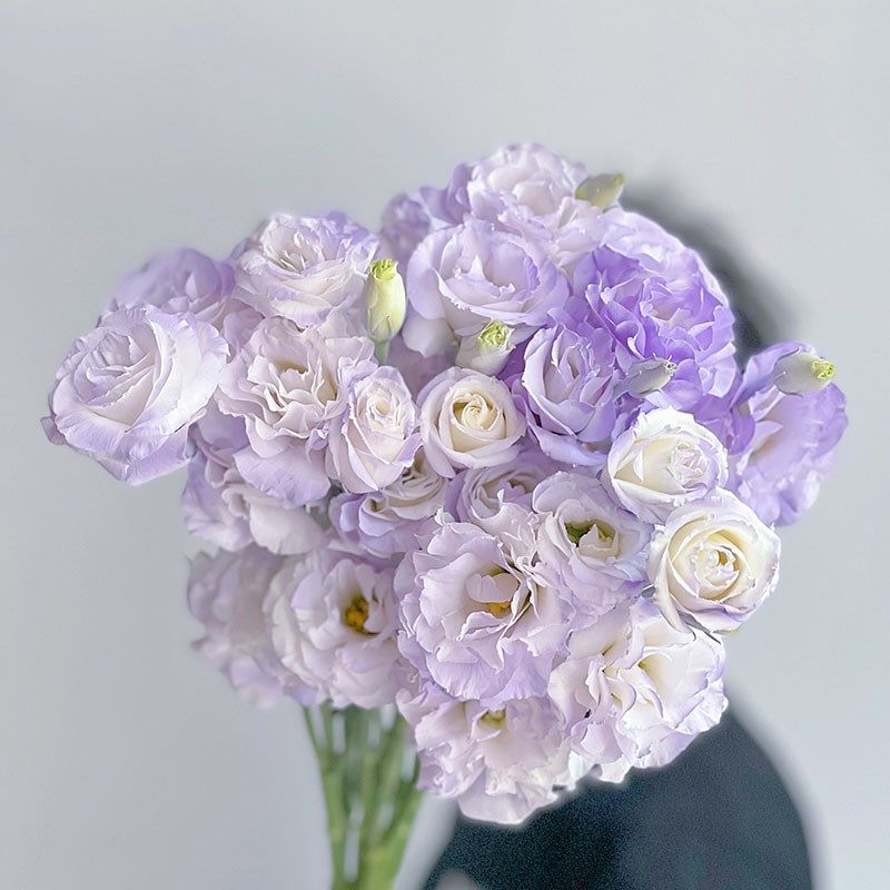 稀有小众高级喷绘梦幻紫色洋桔梗鲜花云南直发情人节送花插花水养