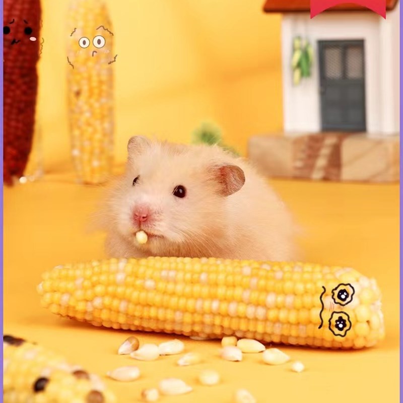 仓鼠玉米磨牙棒零食金丝熊花枝鼠造景迷你小玉米芯棒营养粮食用品