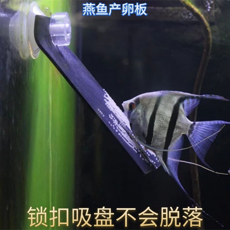 神仙鱼燕鱼繁殖板繁殖罐产卵板繁殖罐产卵罐孵化器