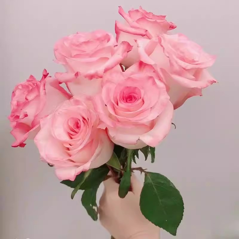 林荫大道月季花苗开花玫瑰四季盆栽花卉爬藤植物藤本蔷薇树苗绿植