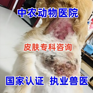 犬猫皮肤专科咨询宠物医院执业兽医师医生在线细菌螨虫真菌手术后