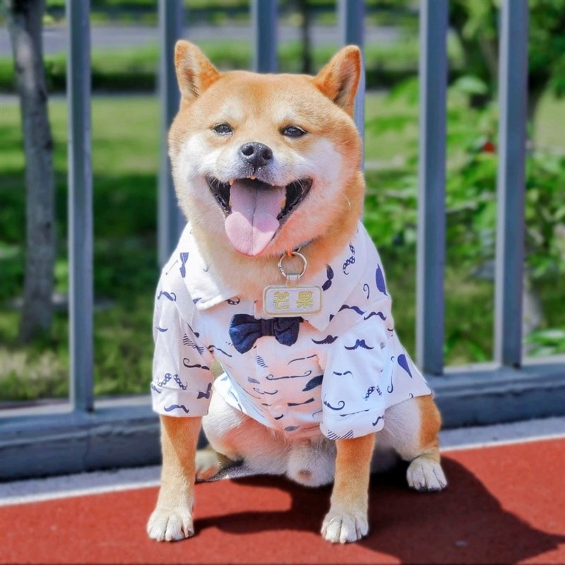 狗狗猫咪衣服秋冬天薄款西服印花衬衫春夏季猫咪宠物泰迪中小型犬