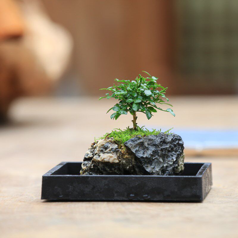 蕨类植物黄杨摆放茶几盆栽净化空气罗汉松趣味桌面水培植物小盆景