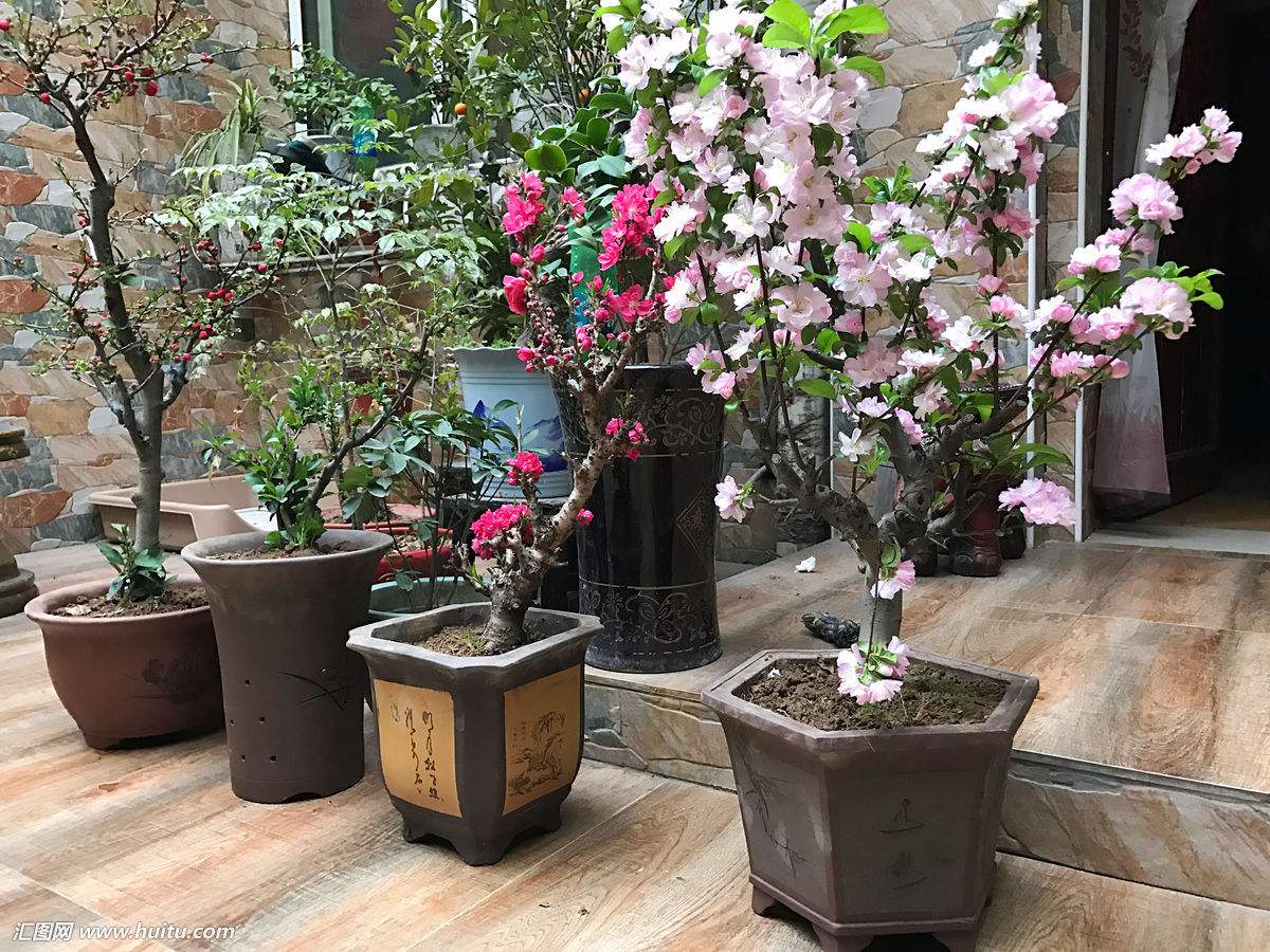 精品海棠盆景  海棠老桩室内盆栽树苗 红宝石海棠 四季开花植物