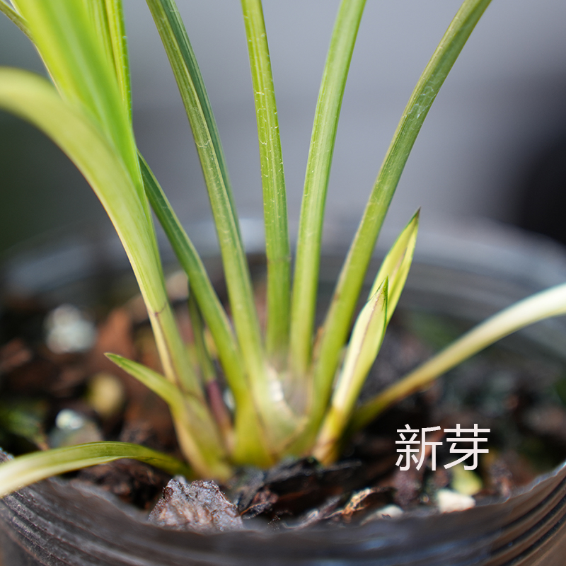 名贵中透叶艺兰精品兰花苗迷你宋春送线艺兰花开花浓香花艺双全草