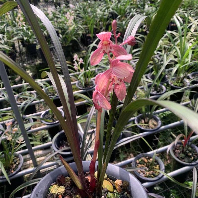 兰花苗建兰红草红荷正宗荷瓣花出售浓香花卉绿植室内盆栽好养兰花