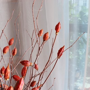 天然风乾红栀子果实植物乾果实干枝民宿乾燥花插花装饰复古文艺摆