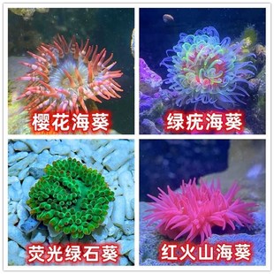 荧光海葵海缸纽扣珊瑚火山红海葵海星观赏海水鱼尼莫小丑鱼绿石葵