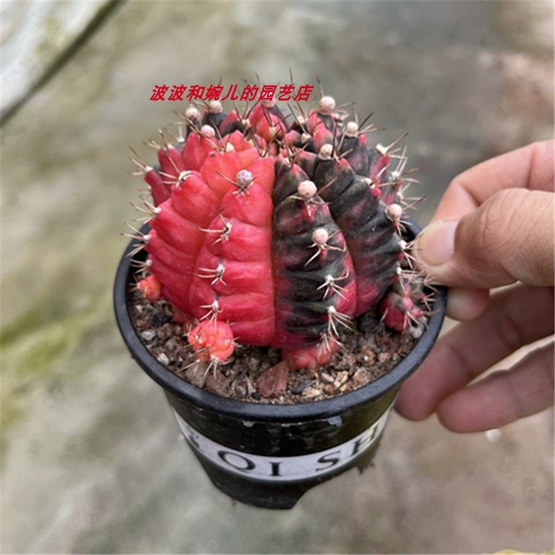 新款多肉植物光辉牡丹稀有自然锦仙人球室内美观易养活易开花盆栽,鲜花速递/花卉仿真/绿植园艺,多肉植物,淘宝优惠券,粉丝福利购,淘宝优惠卷