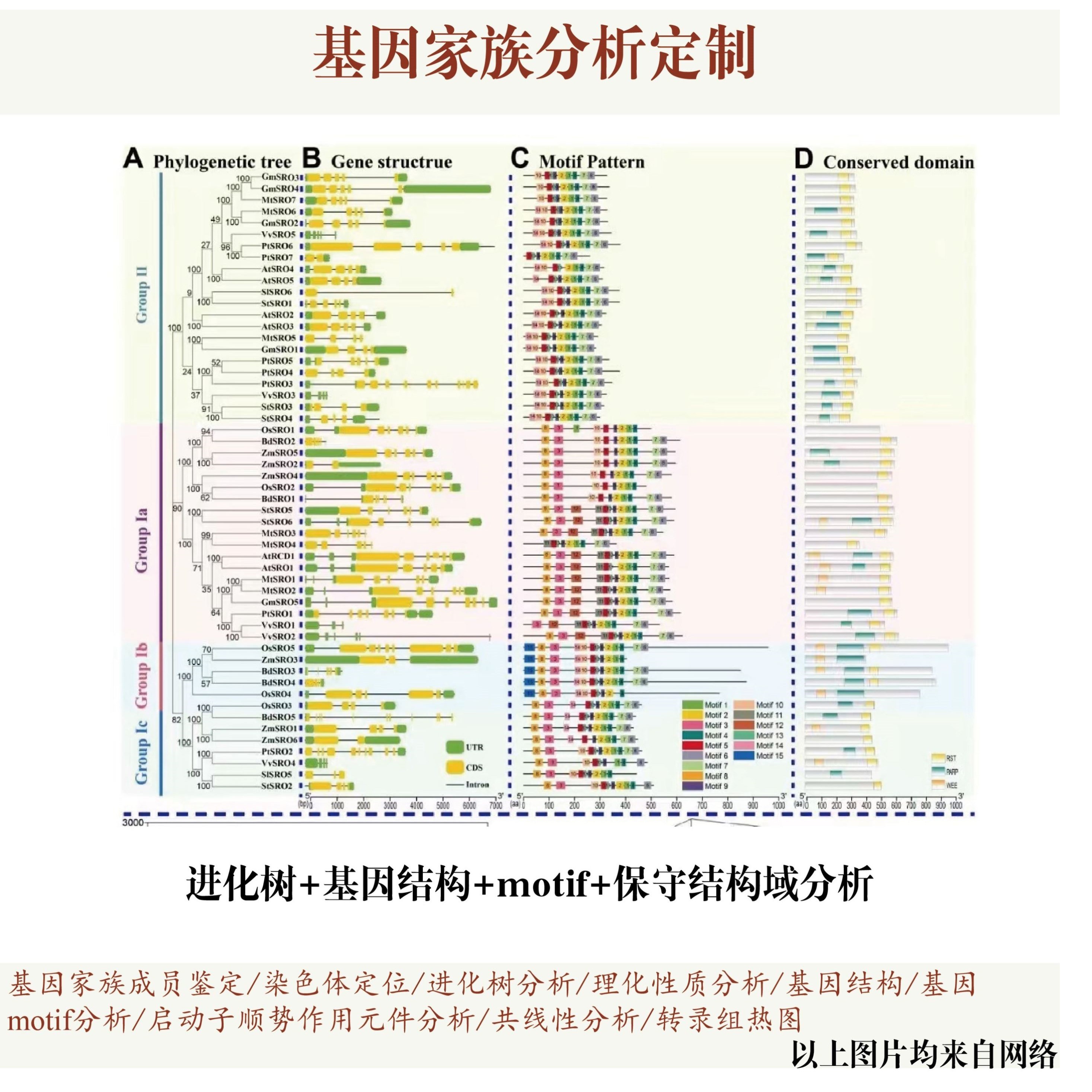 基因家族分析代做，包括基因家族成员鉴定染色体定位进化树共线性