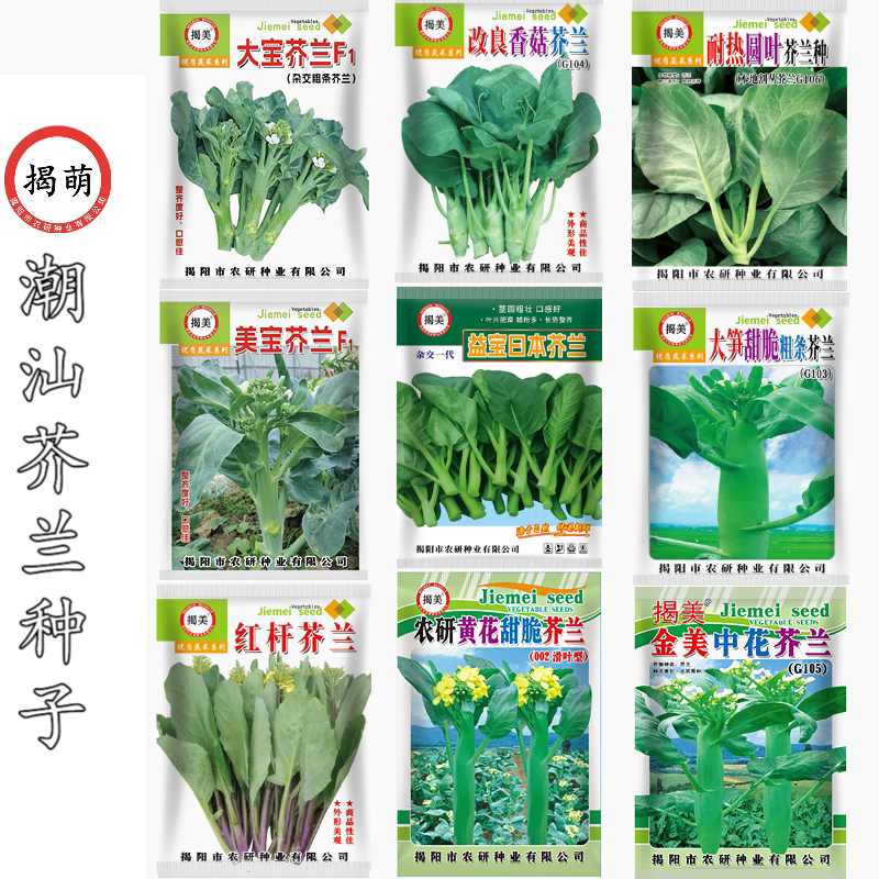 潮汕甜脆芥兰种子 多次采收芥蓝家庭园艺种子