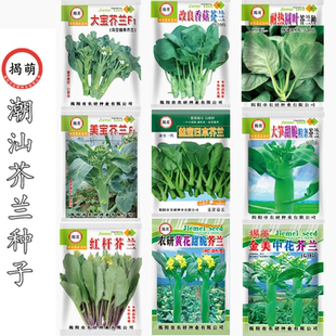 潮汕甜脆芥兰种子 多次采收芥蓝菜籽 农业阳台高产芥兰蔬菜种子