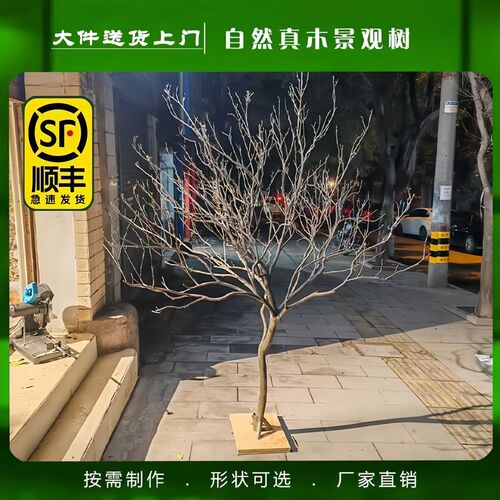天然树枝树干造景j打卡大型落地摆件装饰大树许愿树枯树干树造型